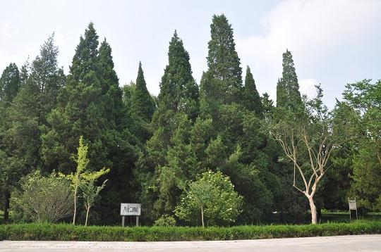 配图4：八十二棵青松林.jpg