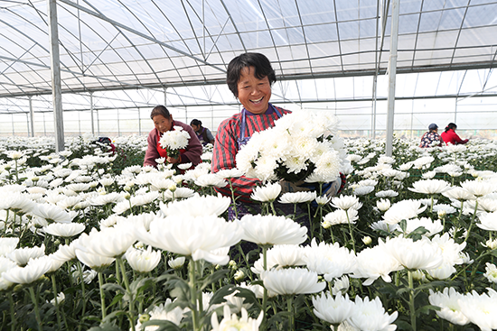 渔沟镇紫阳花卉种植基地，工人在采摘菊花