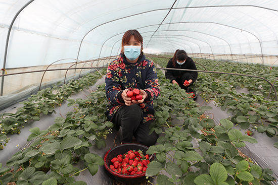 种植户在采摘草莓