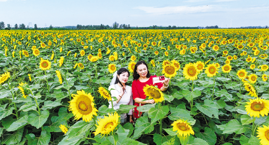 马头镇向日葵种植基地，游客正在拍照