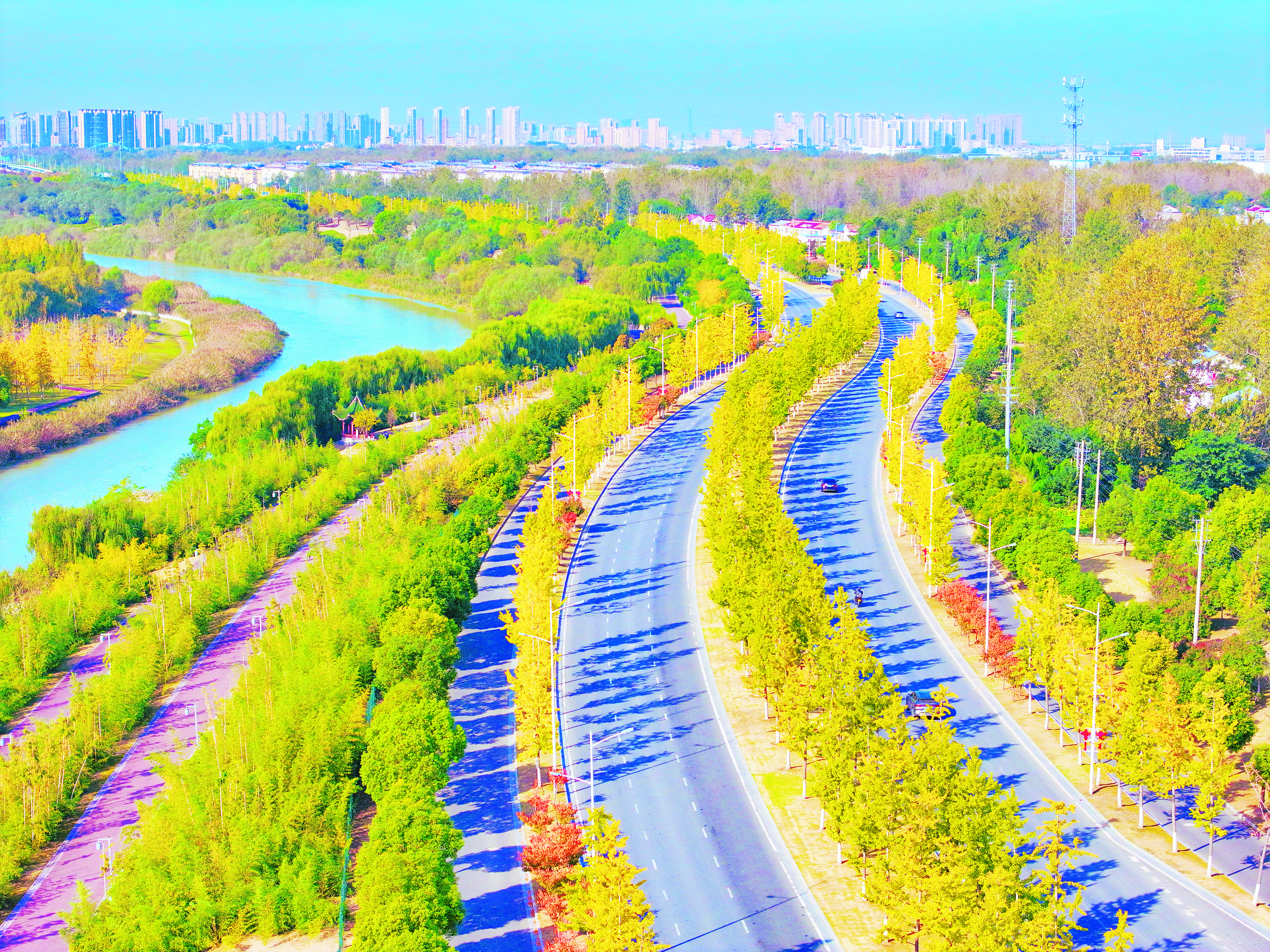 古淮河畔的银杏大道迎来最佳观赏期