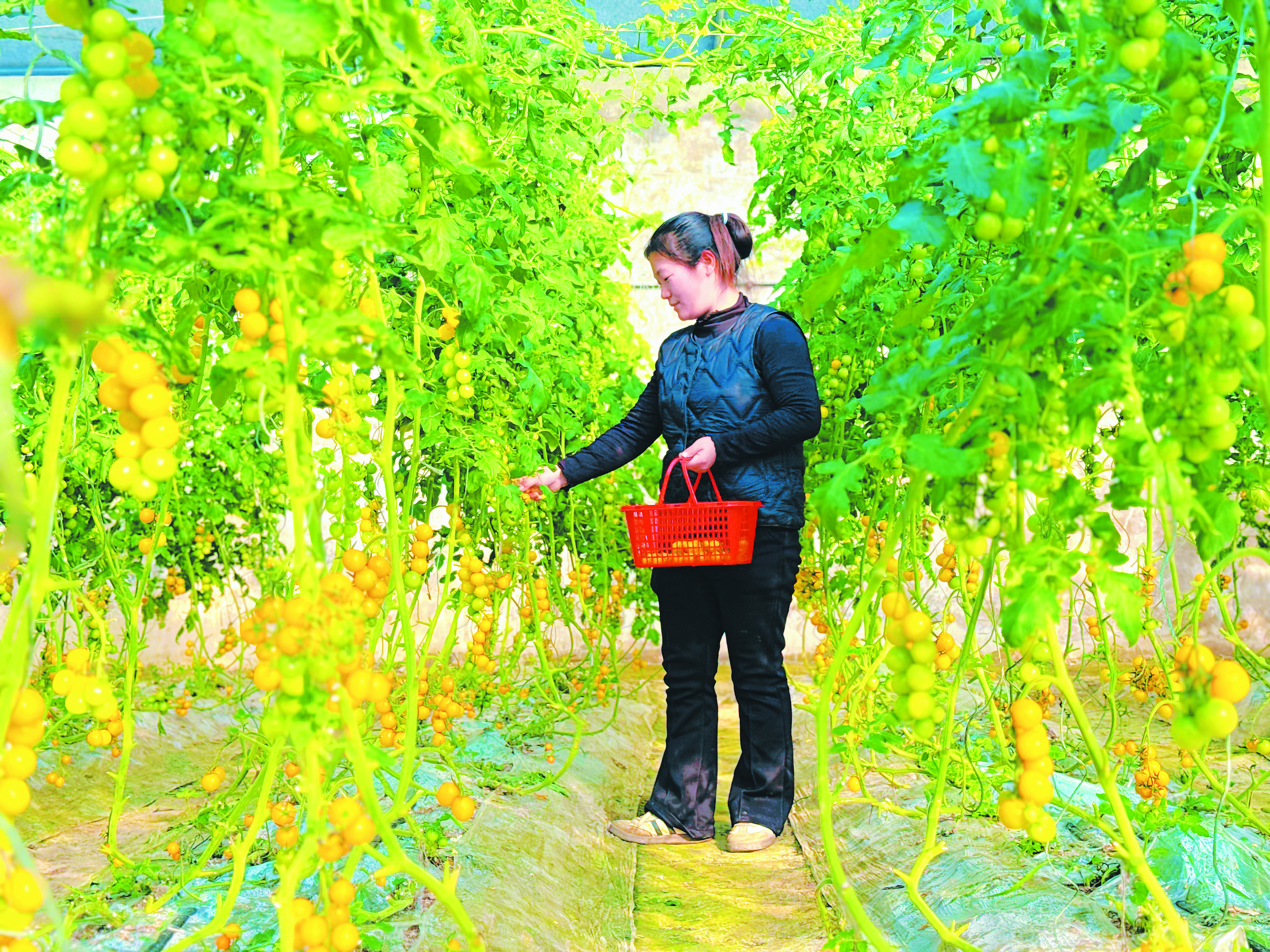 淮安国家农业科技园区内