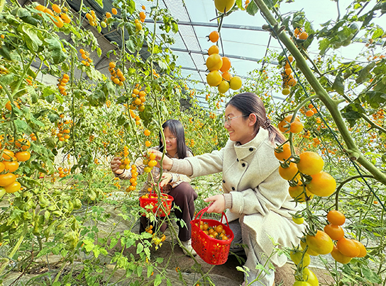 淮安国家农业科技园区温室大棚内小番茄迎来...