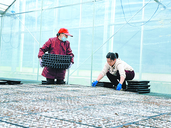 淮安国家农业科技园区智能化育秧工厂内，工...