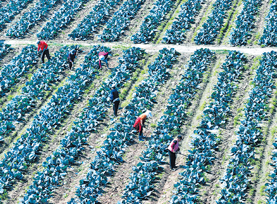 紫甘蓝健康生长