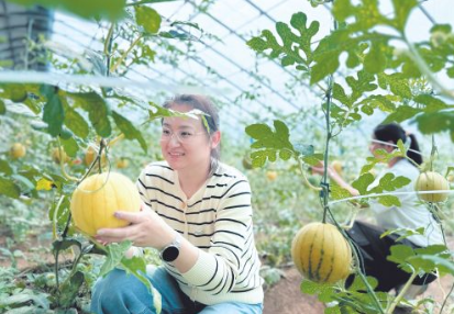 淮安国家农业科技园区的吊藤西瓜迎来采摘季