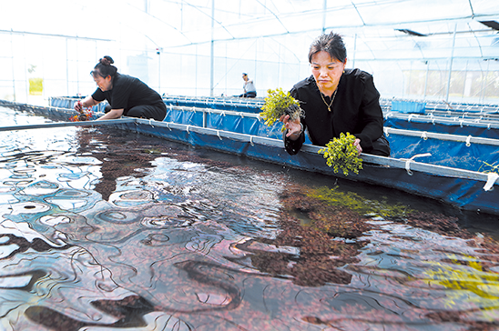 三树镇水草养殖基地，工人正忙着采收水草