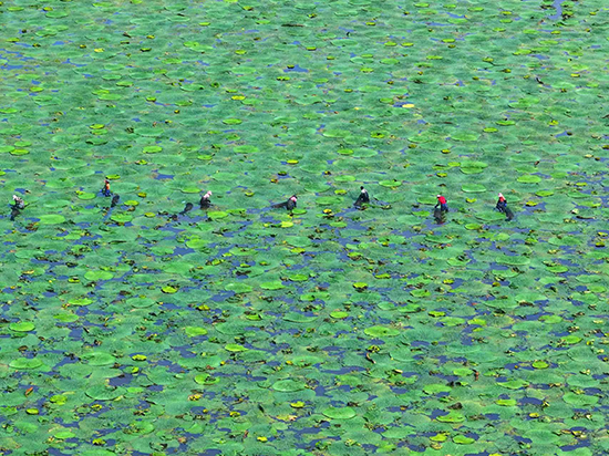 南陈集镇头堡村因地制宜发展水生特色种植
